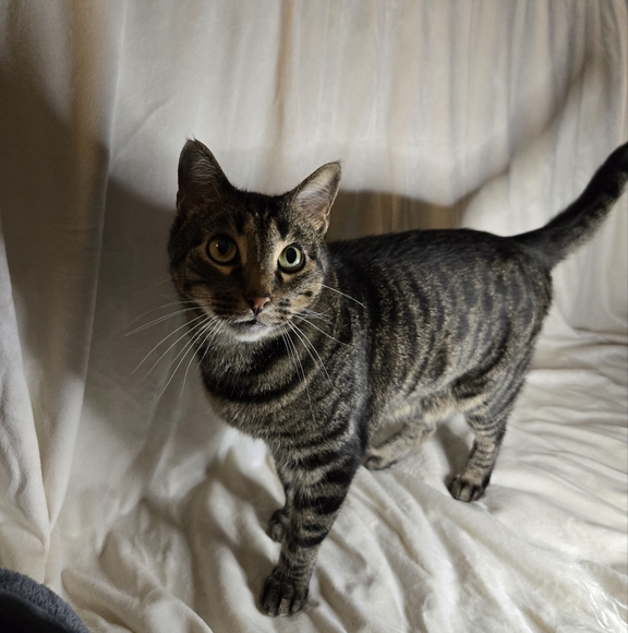 Meet your Posher, Kat - Picture 4 of 4